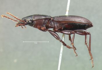 Media type: image;   Entomology 5632 Aspect: habitus lateral view
